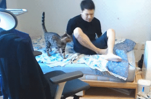 집사와 밀당하는 고양이 | 인스티즈