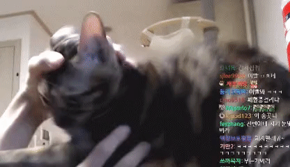 집사와 밀당하는 고양이 | 인스티즈