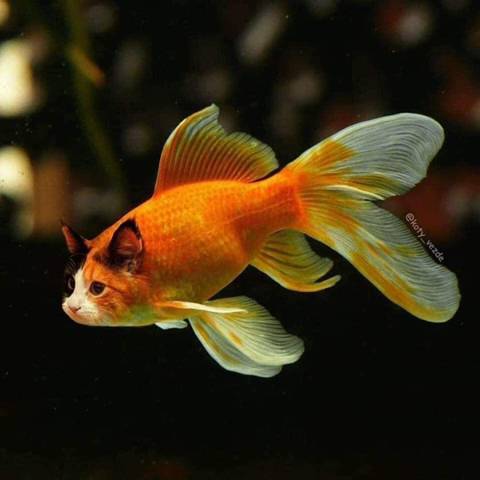 고양이가 귀엽다는 증거.jpg | 인스티즈