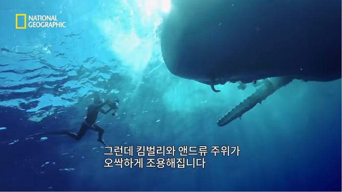 고래 먹방하던 상어들이 갑자기 사라진이유.jpggif | 인스티즈