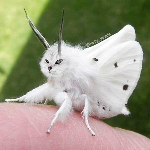 고양이가 귀엽다는 증거.jpg | 인스티즈