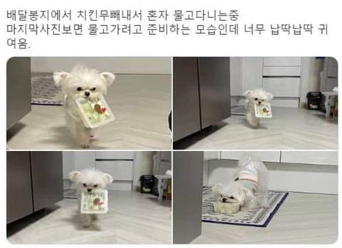 김밥 싼 호일을 물고 다니는 강아지.jpg | 인스티즈