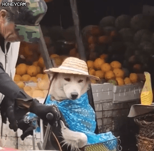 비 오는 날 장에 가신 할아버지와 댕댕이 | 인스티즈