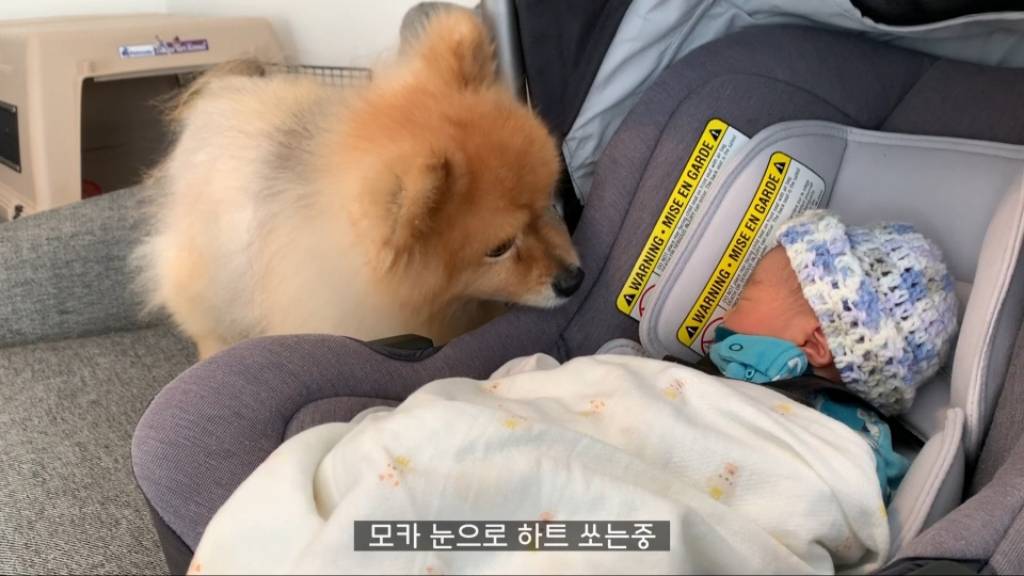 강아 갓난아이를 보는 표정 | 인스티즈