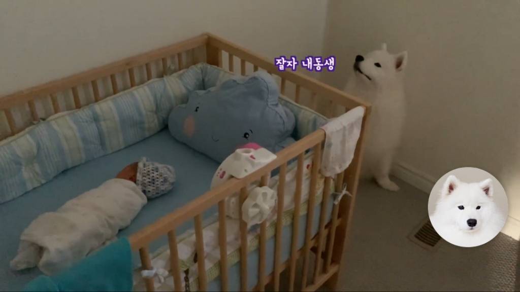 강아 갓난아이를 보는 표정 | 인스티즈