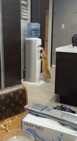 실용적인 고양이 급수기.gif | 인스티즈