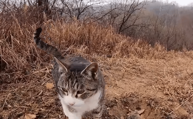 산책길에 구덩이 있으니까 조심하라고 말해주는것같은 고양이.gif | 인스티즈