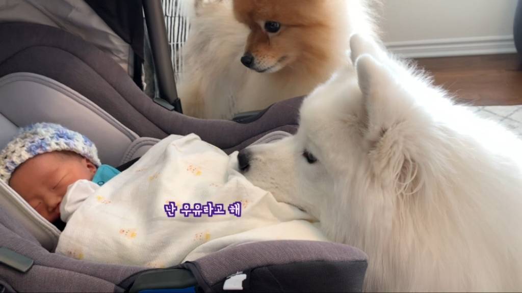 강아 갓난아이를 보는 표정 | 인스티즈