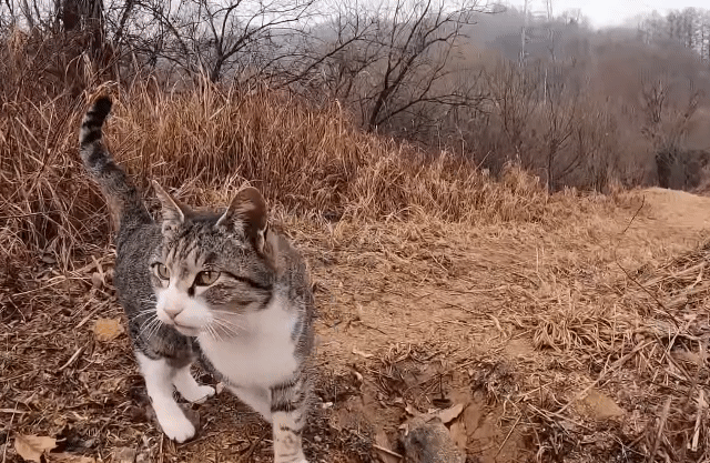 산책길에 구덩이 있으니까 조심하라고 말해주는것같은 고양이.gif | 인스티즈