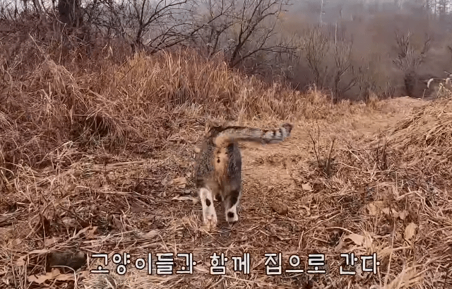 산책길에 구덩이 있으니까 조심하라고 말해주는것같은 고양이.gif | 인스티즈