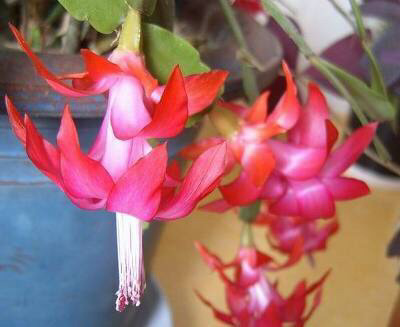 선인장 꽃 | 인스티즈