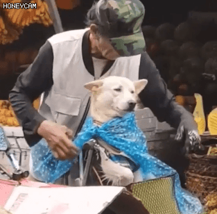 비 오는 날 장에 가신 할아버지와 댕댕이 | 인스티즈