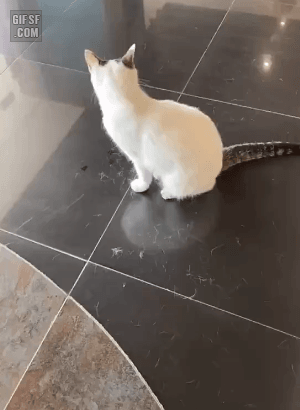 많은 사람들이 고양이를 못, 안 키우는 이유 중 하나 | 인스티즈