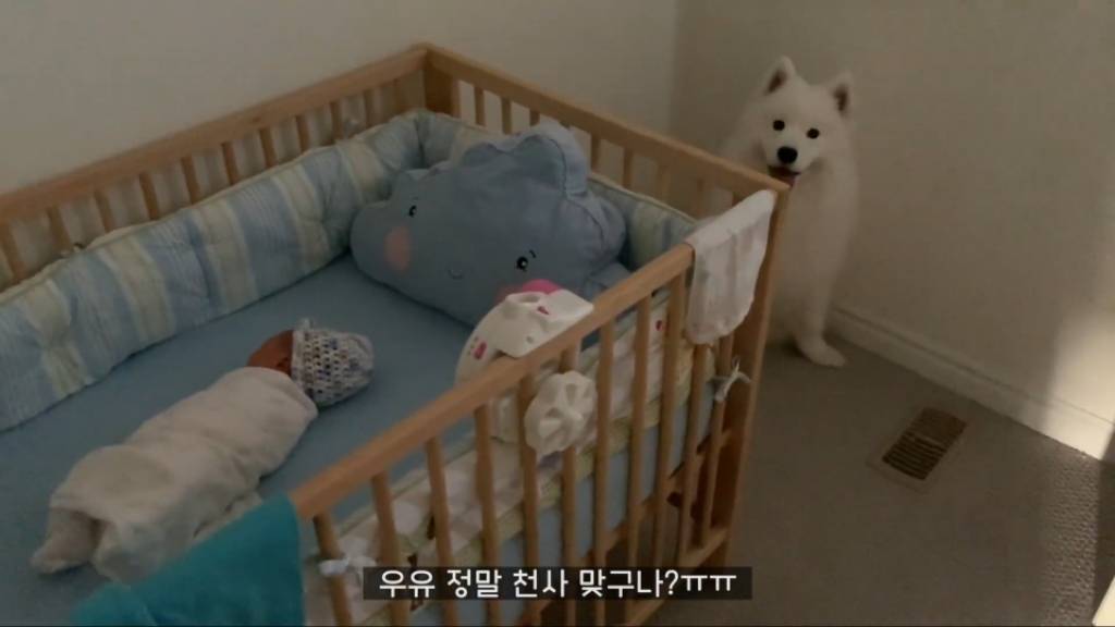 강아 갓난아이를 보는 표정 | 인스티즈
