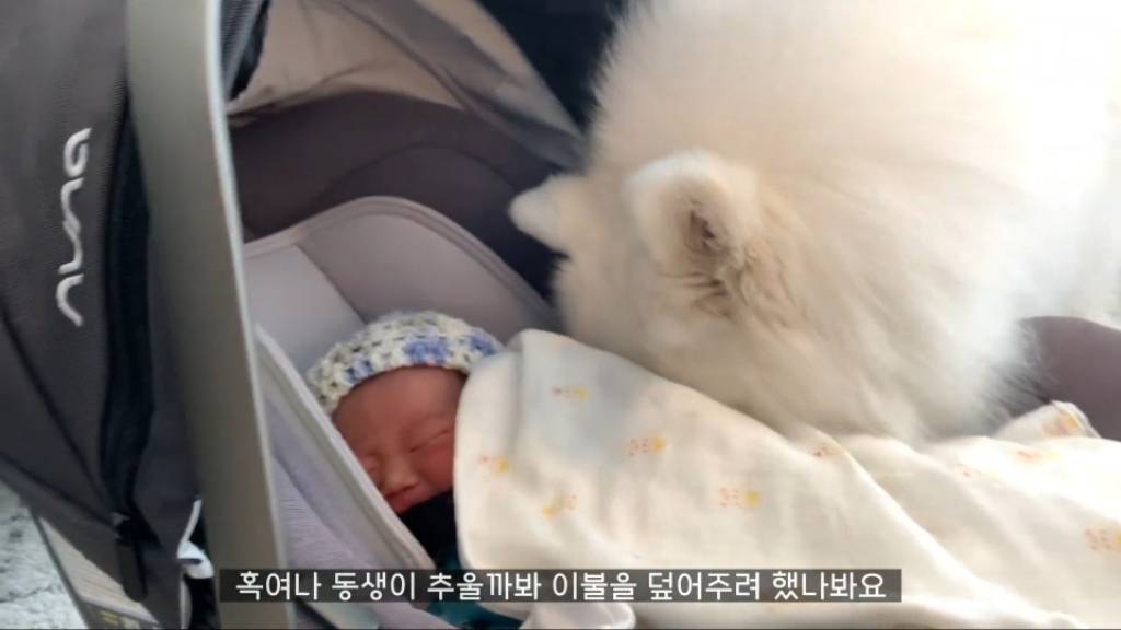 강아 갓난아이를 보는 표정 | 인스티즈