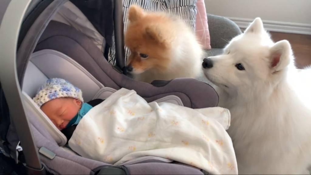 강아 갓난아이를 보는 표정 | 인스티즈