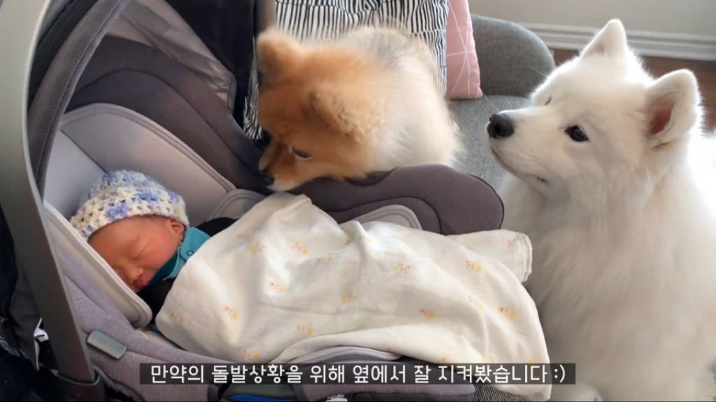 강아 갓난아이를 보는 표정 | 인스티즈