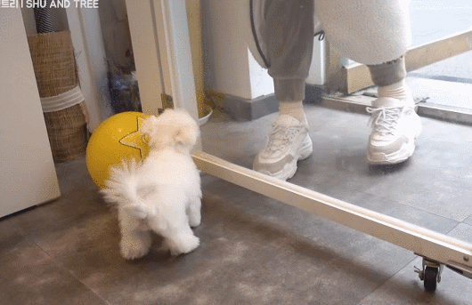 첫미용 끝내고 주인 발견한 아기 말티즈.gif | 인스티즈