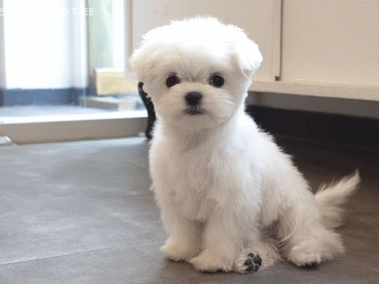 첫미용 끝내고 주인 발견한 아기 말티즈.gif | 인스티즈