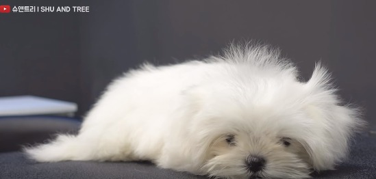 첫미용 끝내고 주인 발견한 아기 말티즈.gif | 인스티즈