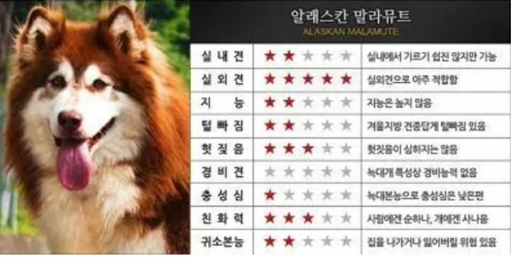 대형견들의 장단점.JPG | 인스티즈
