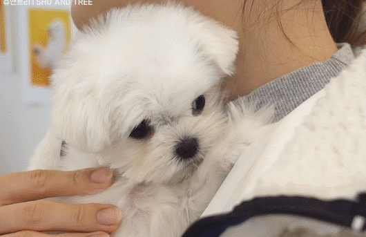 첫미용 끝내고 주인 발견한 아기 말티즈.gif | 인스티즈