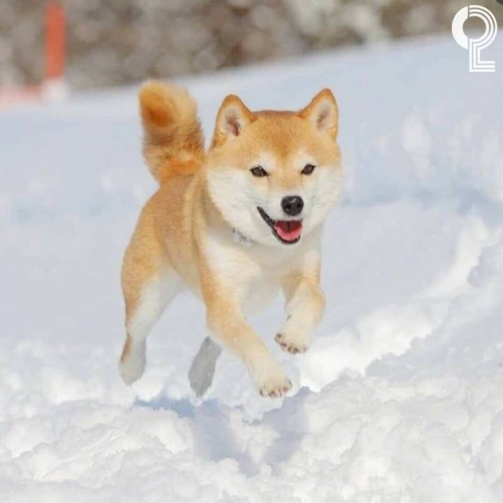 커여운 시바견 | 인스티즈
