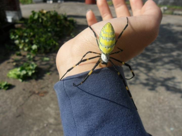 혐주의)시골서 흔히보이는 거미성체 | 인스티즈