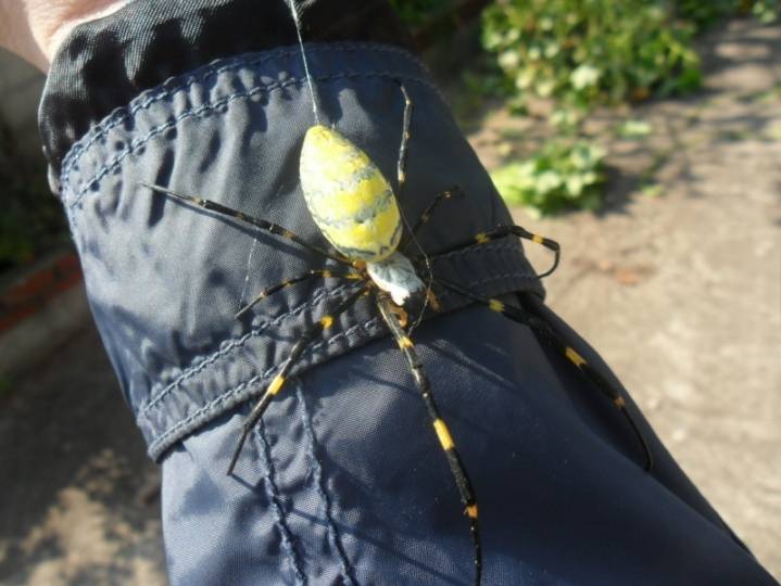 혐주의)시골서 흔히보이는 거미성체 | 인스티즈