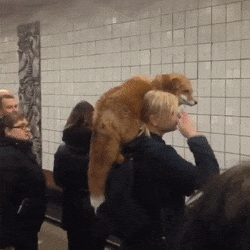 러시아 지하철 폭스녀.gif | 인스티즈