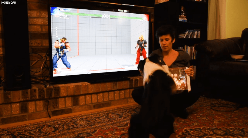 격투게임 하는 댕댕이 | 인스티즈