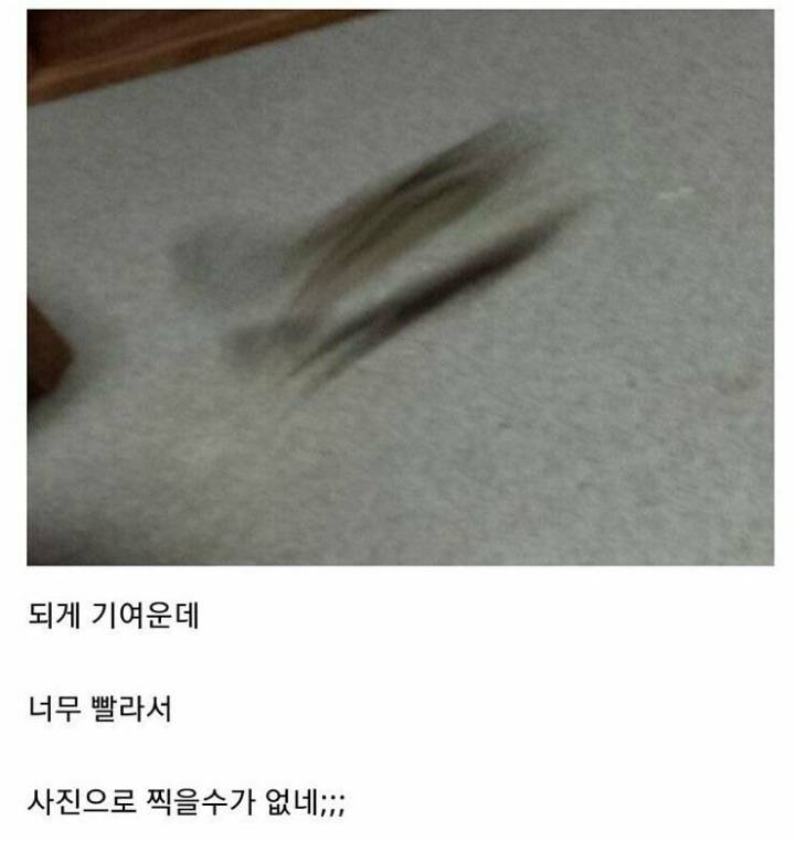 집에서 키우는 다람쥐사진 ㄷㄷ.JPG | 인스티즈