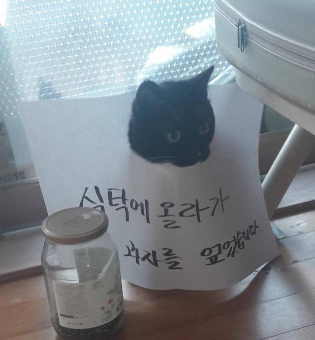 혼나는 고양이들.jpg | 인스티즈