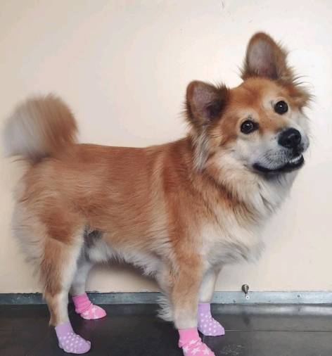 강아지 유전자 원탑 | 인스티즈