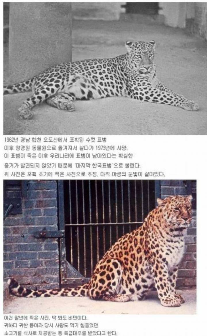 의외로 꽤 최근까지 존재했던 한국의 야생 표범 | 인스티즈