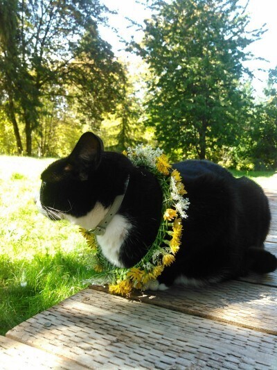 짤방으로 자주 쓰이던 고양이.jpg | 인스티즈