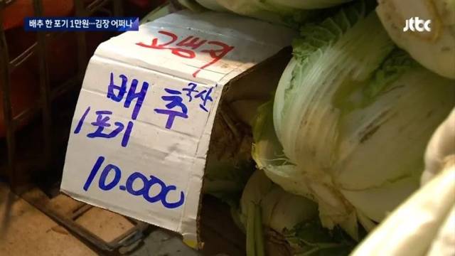 배추 근황.jpg | 인스티즈