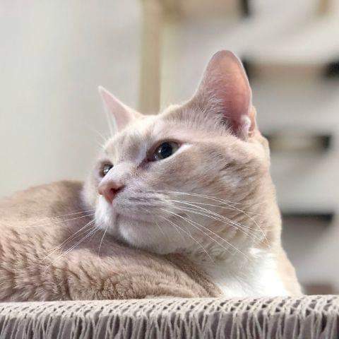 돼냥이 | 인스티즈