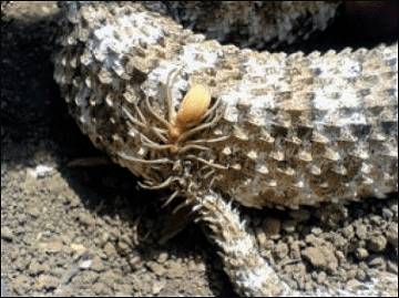 꼬리를 거미 모습으로 흉내내는 뱀.gif (뱀사진주의) | 인스티즈