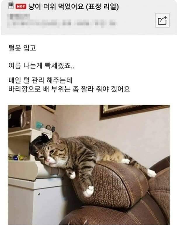 더위 먹은 냥이 ㅋㅋㅋ | 인스티즈