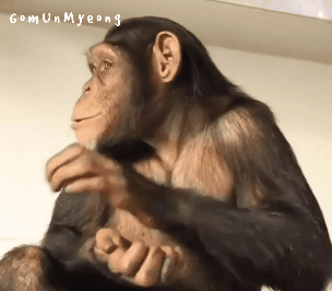 과일 갈아서 쥬스로 마시는 침팬지 | 인스티즈