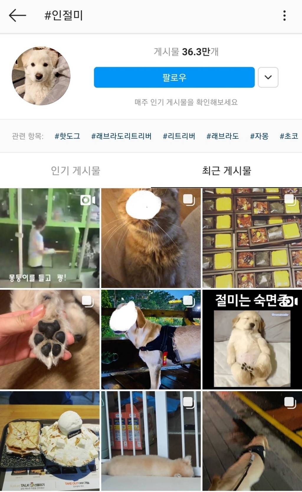 강아지 고양이 키울 때 은근히 많이 짓는 이름..........jpg | 인스티즈