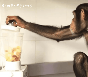 과일 갈아서 쥬스로 마시는 침팬지 | 인스티즈