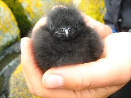 까마귀새끼로 오해받고 있는 검은 뽀시래기들의 정체.jpgif | 인스티즈