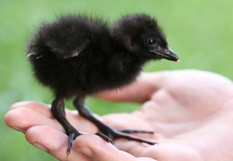 까마귀새끼로 오해받고 있는 검은 뽀시래기들의 정체.jpgif | 인스티즈