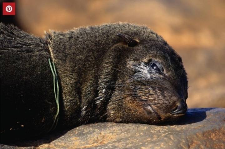 플라스틱 쓰레기로 신음하는 동물들 | 인스티즈