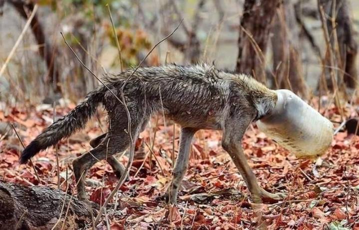 플라스틱 쓰레기로 신음하는 동물들 | 인스티즈