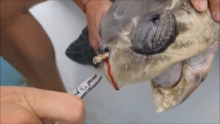 플라스틱 쓰레기로 신음하는 동물들 | 인스티즈