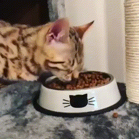 사료 와압 하고 먹는 고양이 | 인스티즈