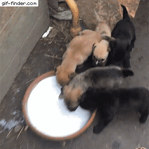 우유 먹는 강아지들 .gif | 인스티즈
